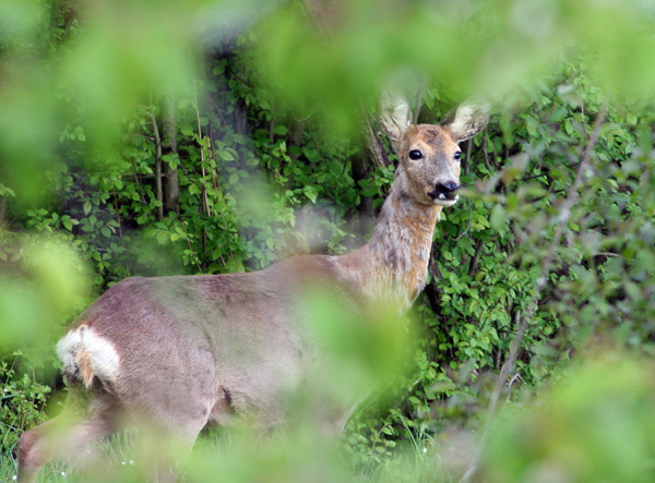 Il Capriolo